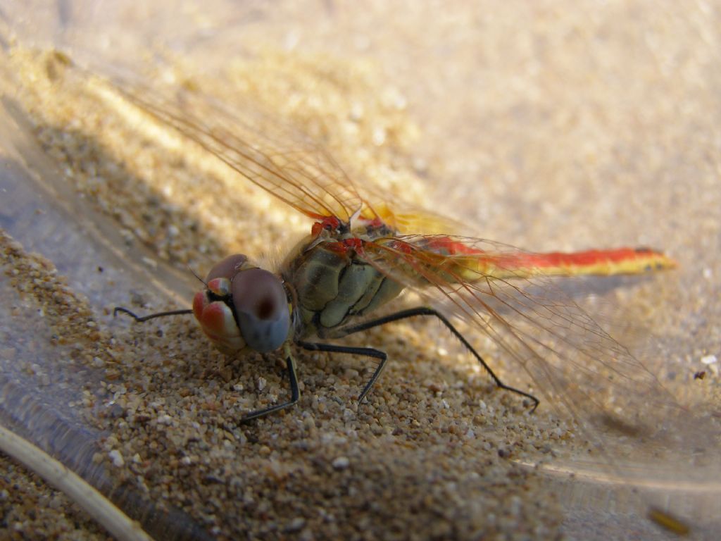 Sympetrum fonscolombii, maschi